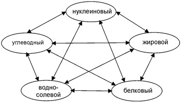 Метамодель пентаграммы для обмена веществ человека